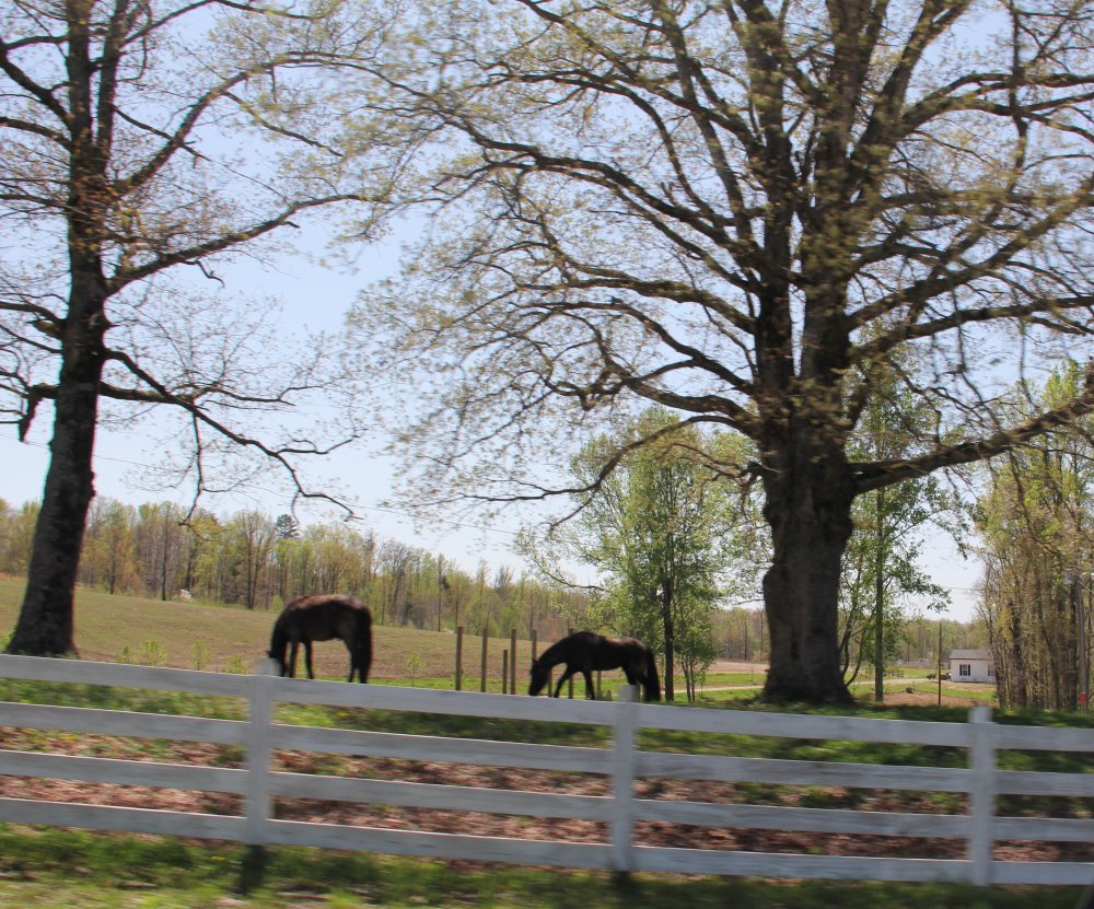 Kentucky Horse Farm